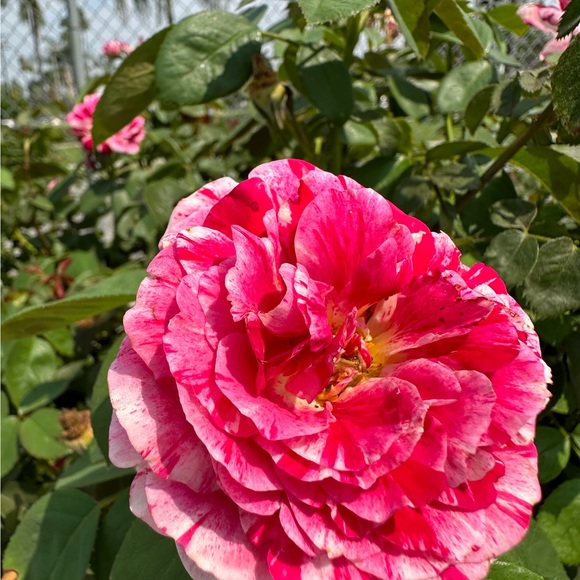 jysimon9548